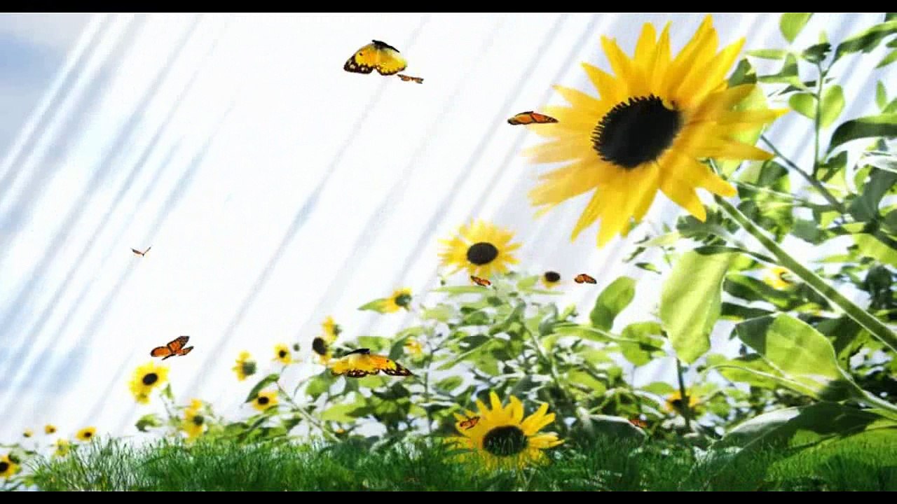 Frank Boysen - Butterfly - Coverversion - Daniel Gerard