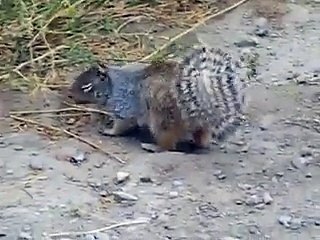 Sincap ile Yılanın İnanılmaz Mücadelesi Yok Böyle Bir Şey
