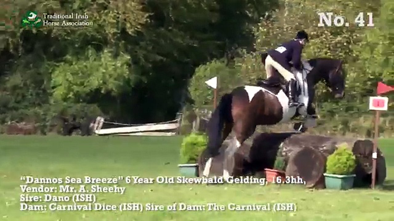 41 - TIHA Hunter Show and Go 2014