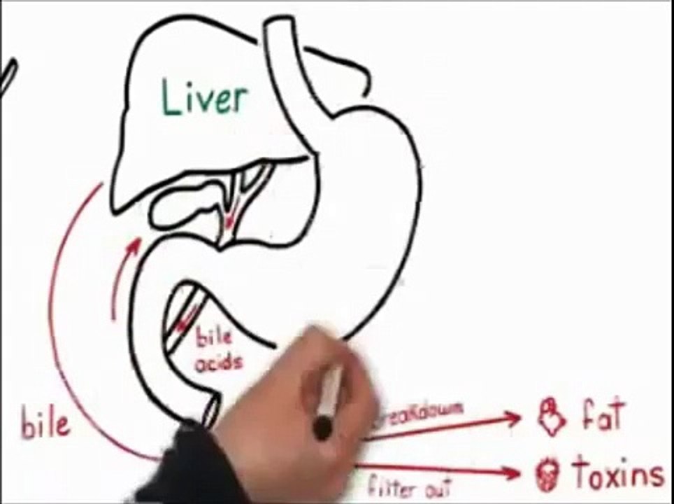 The Fat Loss Factor Review