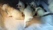 Fall 2015 Bichon Frise Litter 3 weeks Old