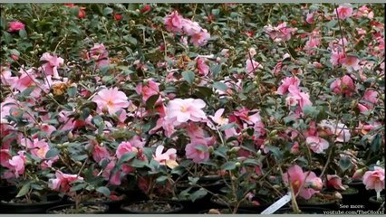 Escape to the Country Kent [10a: 3] Part 3 of 3