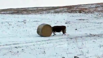 Une vache joue avec une botte de foin ...