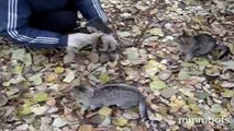 Funny kittens meowing funny cute kittens meowing funny baby kittens meowing