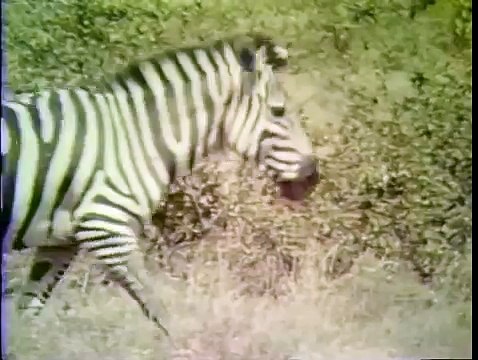 Classic Sesame Street - Counting Zebras