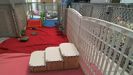 Bichon Frise Puppies