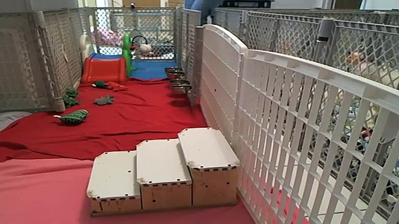 Bichon Frise Puppies