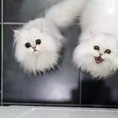 Twin kitties...