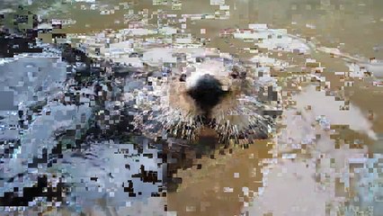 Разговорчивая выдра