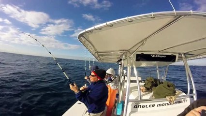 great mixed bag kite fishing on angler management - sailfish, dolphin and more 2016