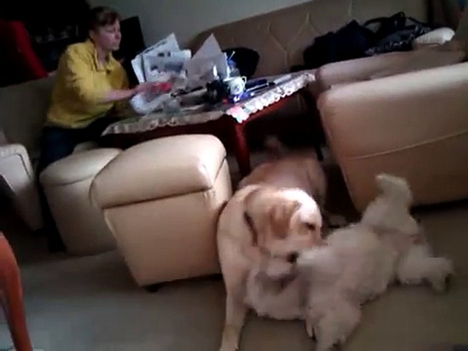 Bichon frise VS Labrador retriver - Megi & Ani - 2 best friends :))