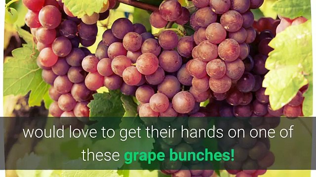 The Complete Grape Growing System.com Review 1