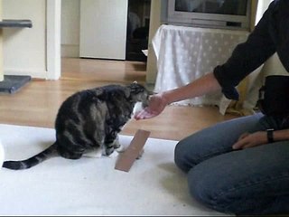 ZsaZsi - Clickertraining: Wippe