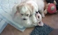 Bichon frise puppies 5 weeks old