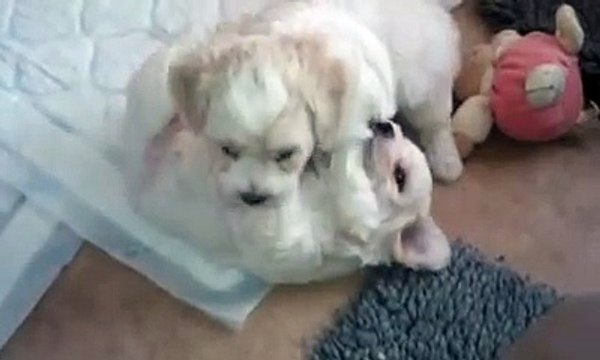 Bichon frise puppies 5 weeks old