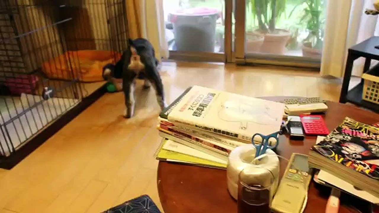 Komugi(Miniature Schnauzer)& Azuki(Bichon Frise) 33