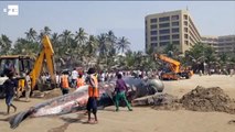 Una ballena de 10 metros aparece muerta en una playa de Bombay (Latest Sport)