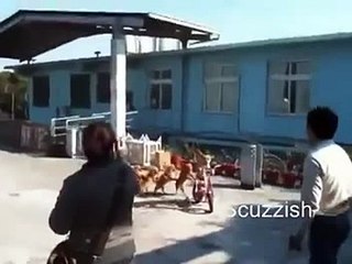 Dog Rides Bike