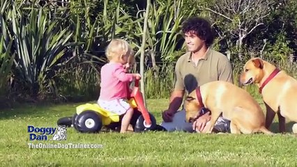 Welcome To The Online Dog Trainer