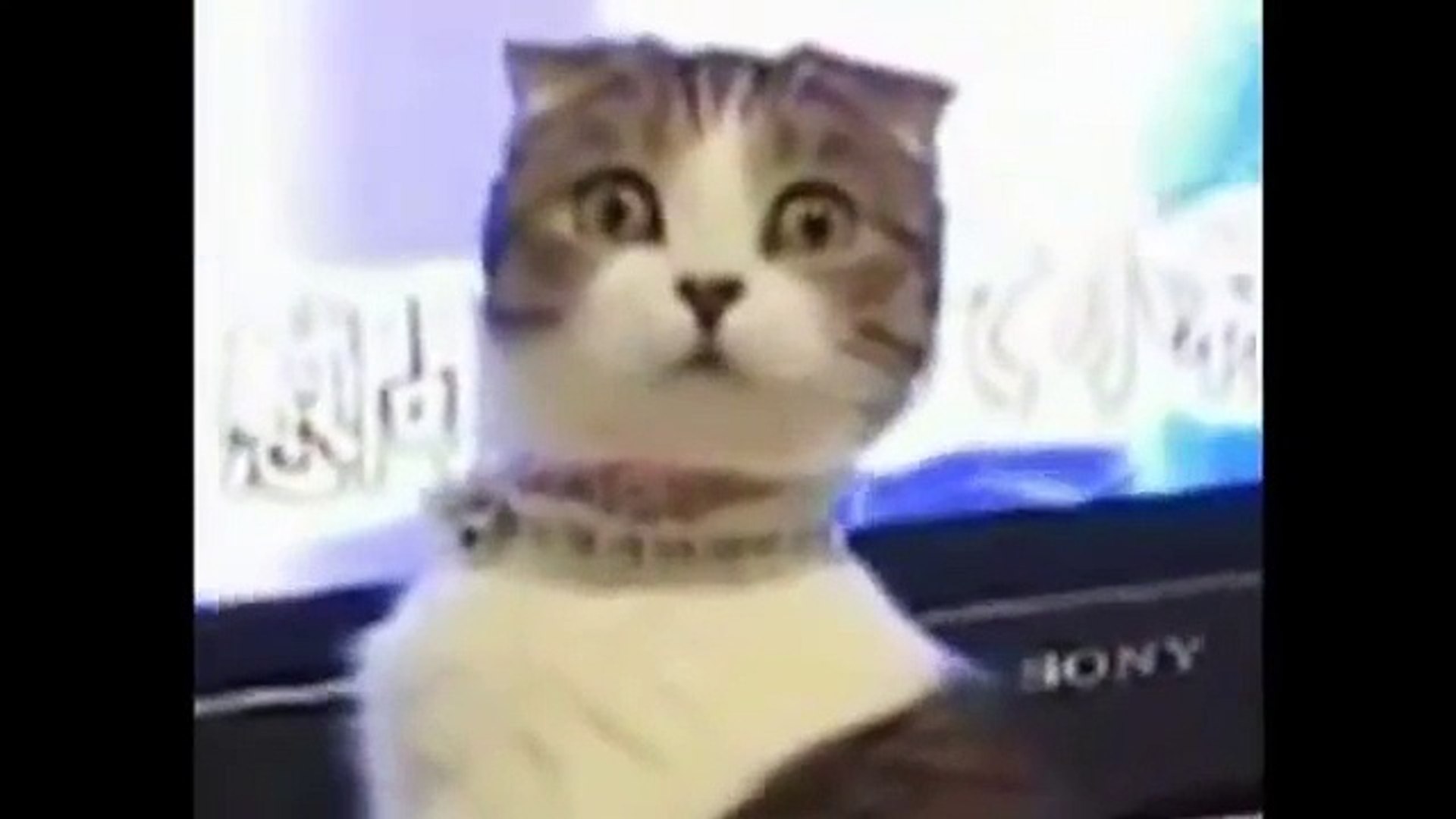 ⁣funny cats,funny cat videos,funny animals,funny video,cats funny,funny videos,funny cat