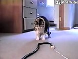 Cat vs Snake fighting very funny ....Cute Cat doing funny things .. Cat vs snake Funny Video ..