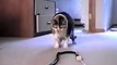 Cat vs Snake fighting very funny ....Cute Cat doing funny things .. Cat vs snake Funny Video ..