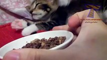 Sleeping cats and dog react to food Funny and cute animal compilation
