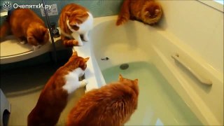 Сat in bathroom fail. Funny cats videos