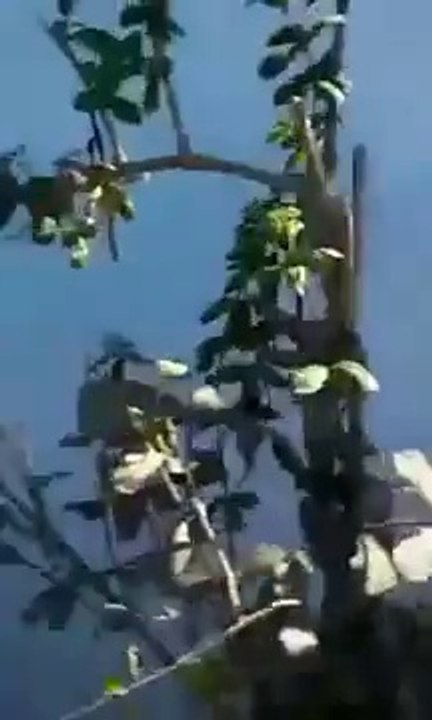 Policías huyen de sicarios y permiten ejecución