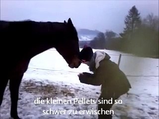 Clickertraining: Kopfschütteln ist super, findet Abbey;D