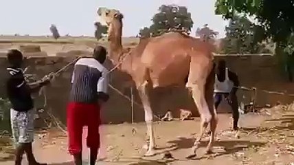 very angry Camel very funny video