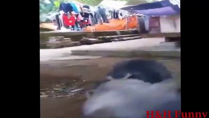 Funny Videos - Funny Animals - Animals mating compilation 2016