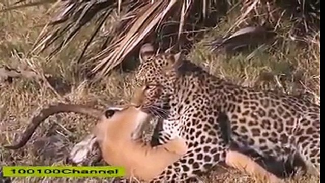 es shair sy kis tarah es heran ny jaan bachai hy