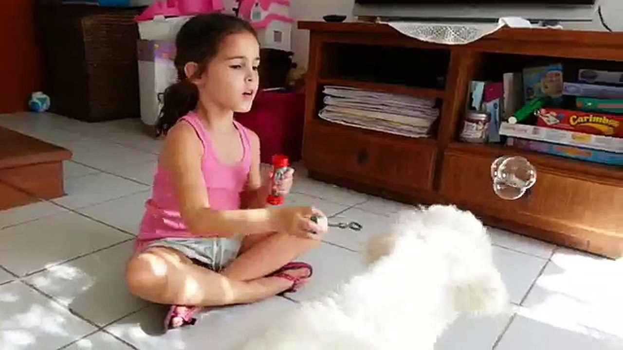 Bichon Frise adora crianças