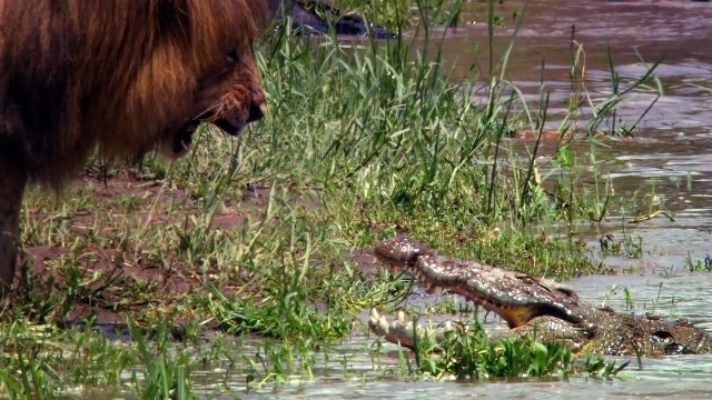 African Cats The Making of African Cats