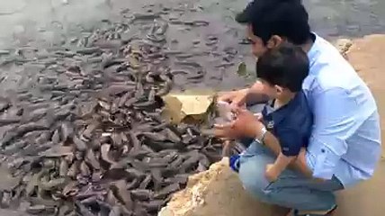 baby feeding the fish