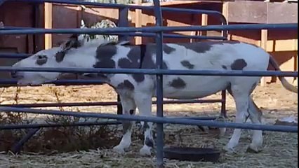 Donkey Has Choice Words For Visitor