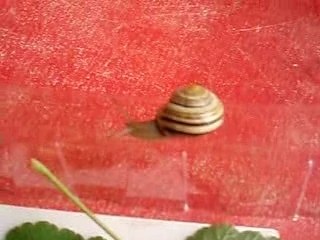 Pui pui l'escargot....la chanson