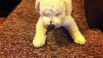 bichon frise playing tili