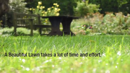 Vista Turf Lawn & Pest – A Lawn Care Company That Puts Their Customers First