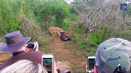 Lucky wildebeest escapes lion's jaws in this remarkable footage caught on camera by stunned tourist