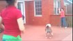 Funny animal jump videos fails funny dogs videos clips 2016 at funnyfamilyvines