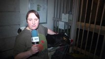 D!CI TV - Les agriculteurs vont offrir un veau au préfet des Hautes-Alpes