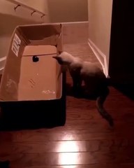 بلی کے ساتھ ہاتھ ہو گیا، ہاہاہاہاہا