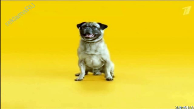 Pedigree педигри корм для собак русская реклама