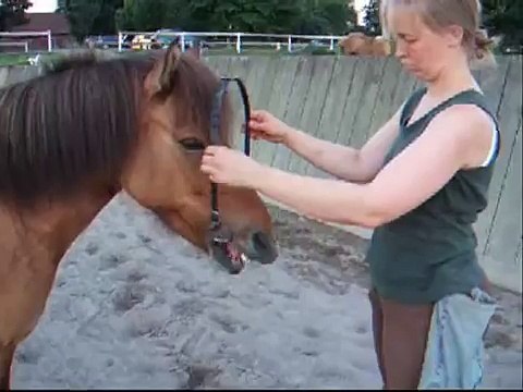 Clickertraining mit Hylling 16