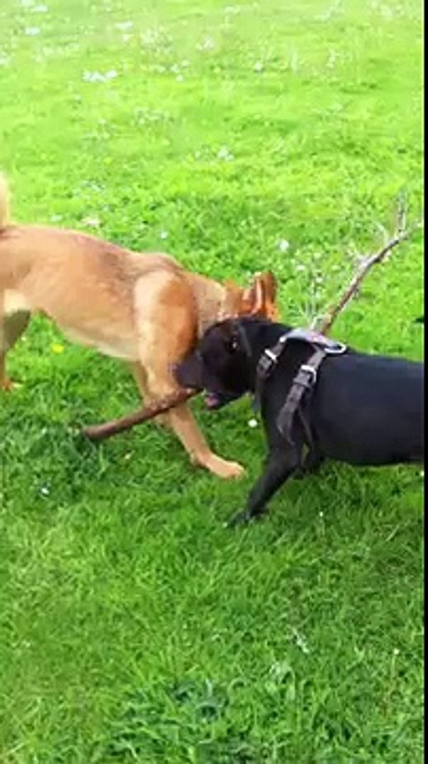 rottweiler cross japanese akita