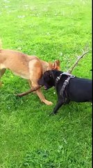 Our Dog Foxxy n he fren bullet Japanese Akita cross Rottweiler and pitbull