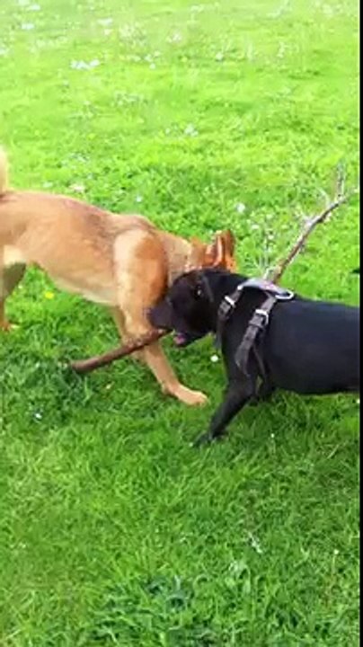 Our Dog Foxxy n he fren bullet Japanese Akita cross Rottweiler and pitbull