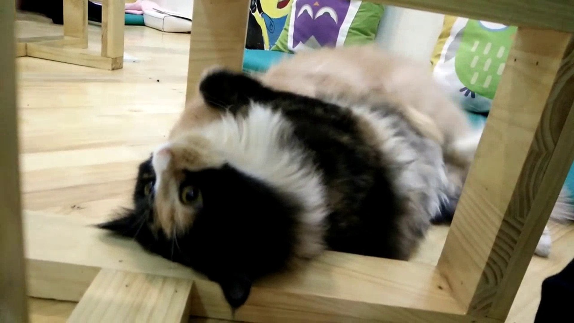 wild animals,mating animals funny video